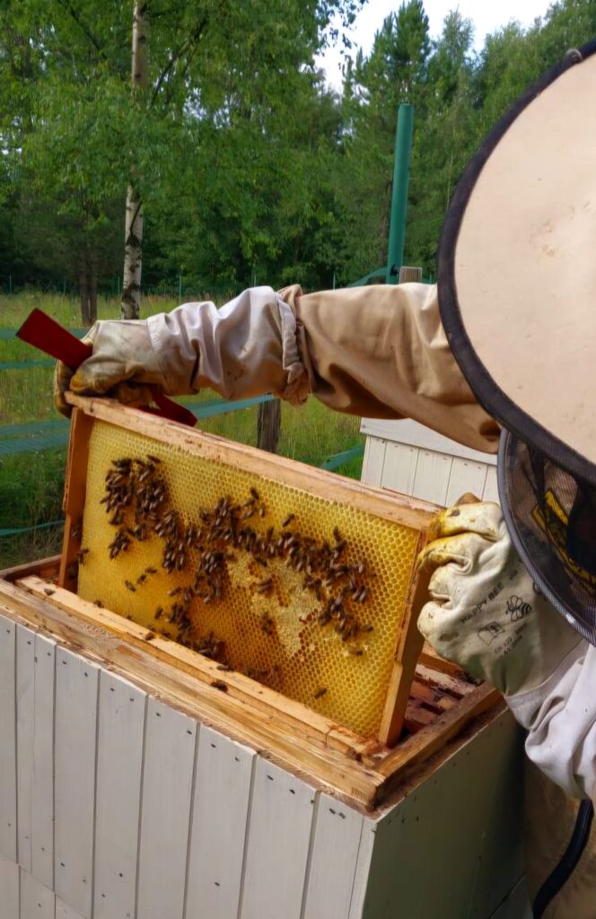 TANAP získal pestížny certifikát kvality medu