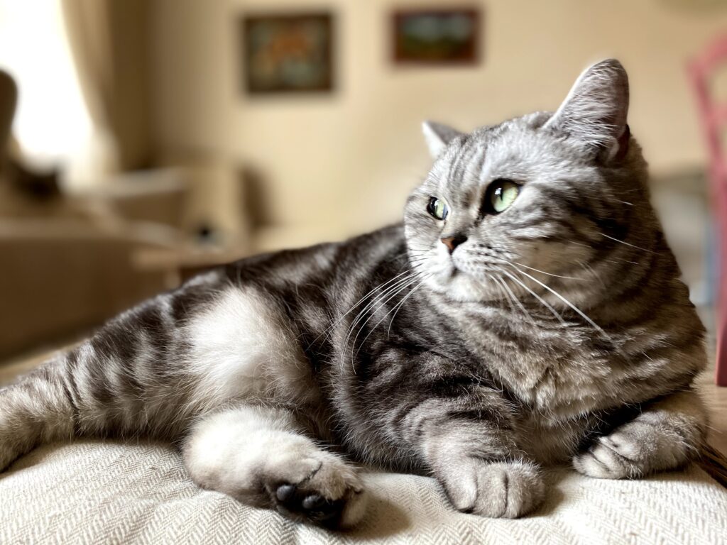 Cat Café Club